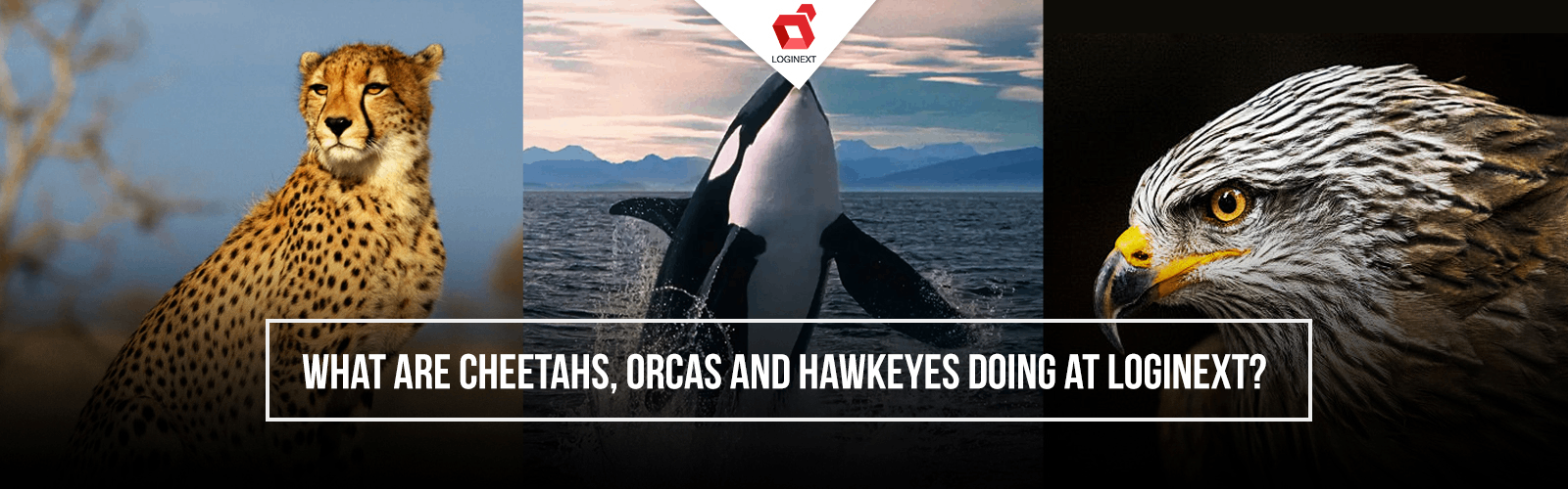 What are Cheetahs, Orcas, and Hawkeyes doing at LogiNext?
